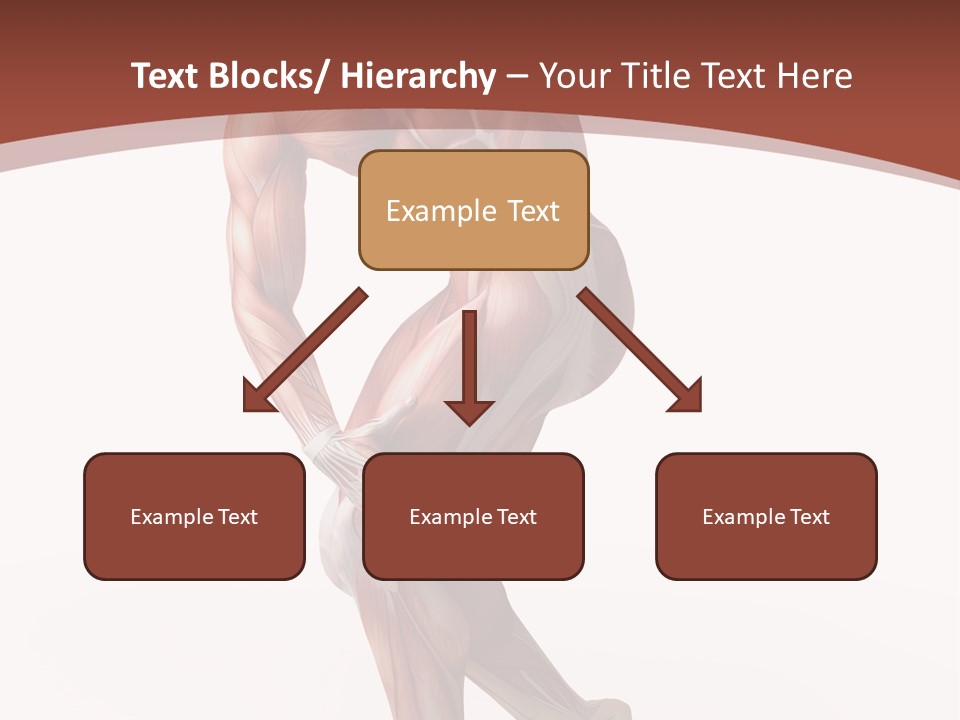Back Anatomically Health PowerPoint Template