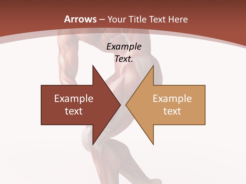 Back Anatomically Health PowerPoint Template