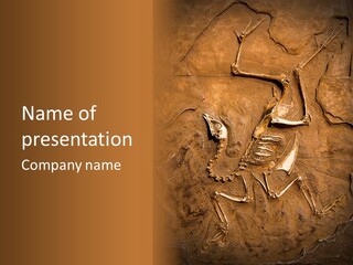 Paleontology Evolution Biology PowerPoint Template