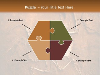 Paleontology Evolution Biology PowerPoint Template