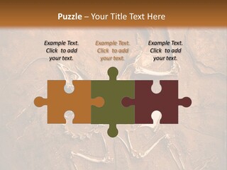 Paleontology Evolution Biology PowerPoint Template