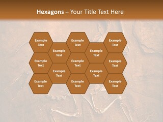 Paleontology Evolution Biology PowerPoint Template