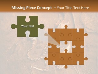 Paleontology Evolution Biology PowerPoint Template