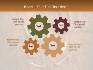 Paleontology Evolution Biology PowerPoint Template