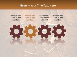 Paleontology Evolution Biology PowerPoint Template