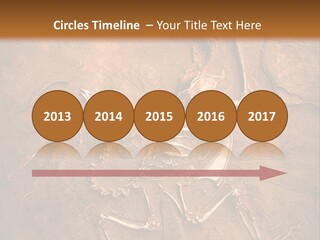 Paleontology Evolution Biology PowerPoint Template