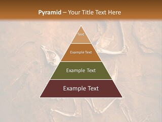 Paleontology Evolution Biology PowerPoint Template