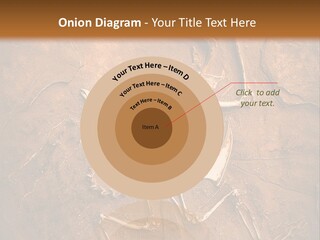 Paleontology Evolution Biology PowerPoint Template
