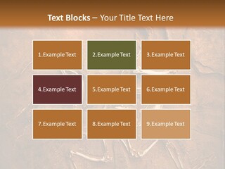 Paleontology Evolution Biology PowerPoint Template