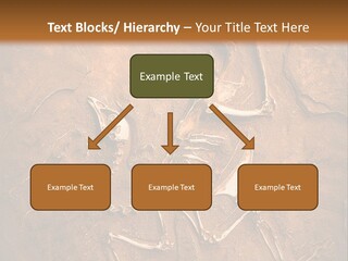 Paleontology Evolution Biology PowerPoint Template