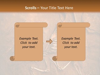 Paleontology Evolution Biology PowerPoint Template