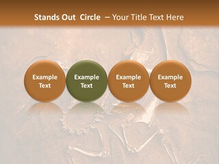Paleontology Evolution Biology PowerPoint Template