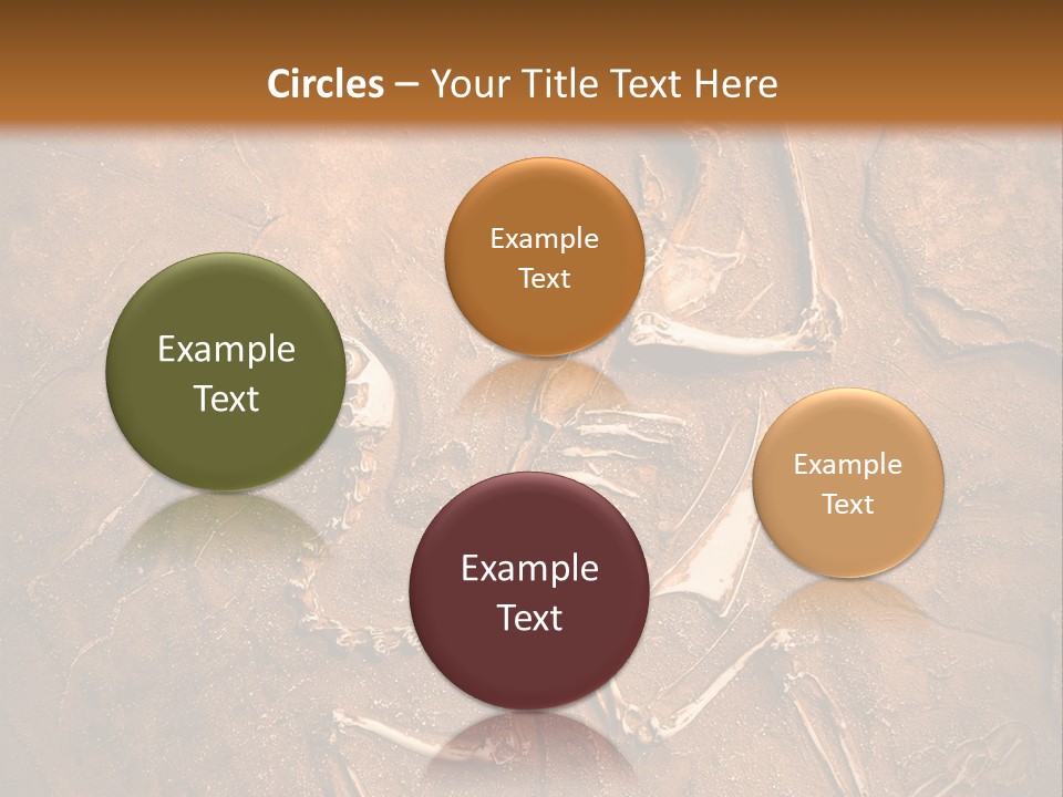 Paleontology Evolution Biology PowerPoint Template