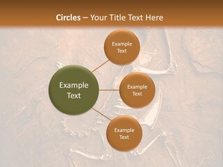 Paleontology Evolution Biology PowerPoint Template