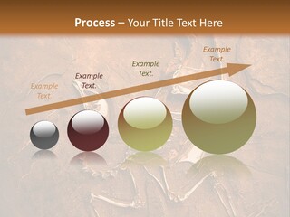 Paleontology Evolution Biology PowerPoint Template