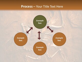 Paleontology Evolution Biology PowerPoint Template