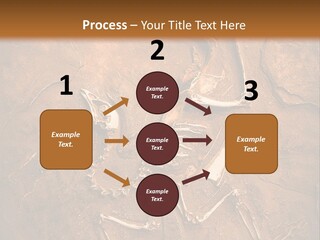 Paleontology Evolution Biology PowerPoint Template