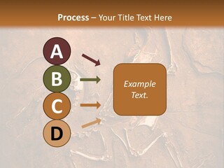 Paleontology Evolution Biology PowerPoint Template