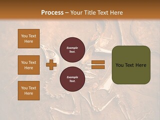 Paleontology Evolution Biology PowerPoint Template