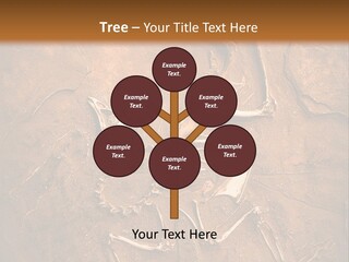 Paleontology Evolution Biology PowerPoint Template
