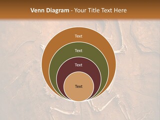 Paleontology Evolution Biology PowerPoint Template