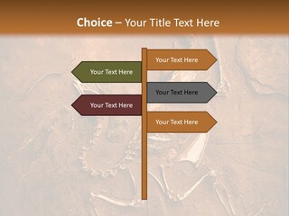 Paleontology Evolution Biology PowerPoint Template