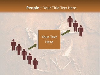 Paleontology Evolution Biology PowerPoint Template