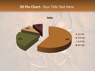 Paleontology Evolution Biology PowerPoint Template