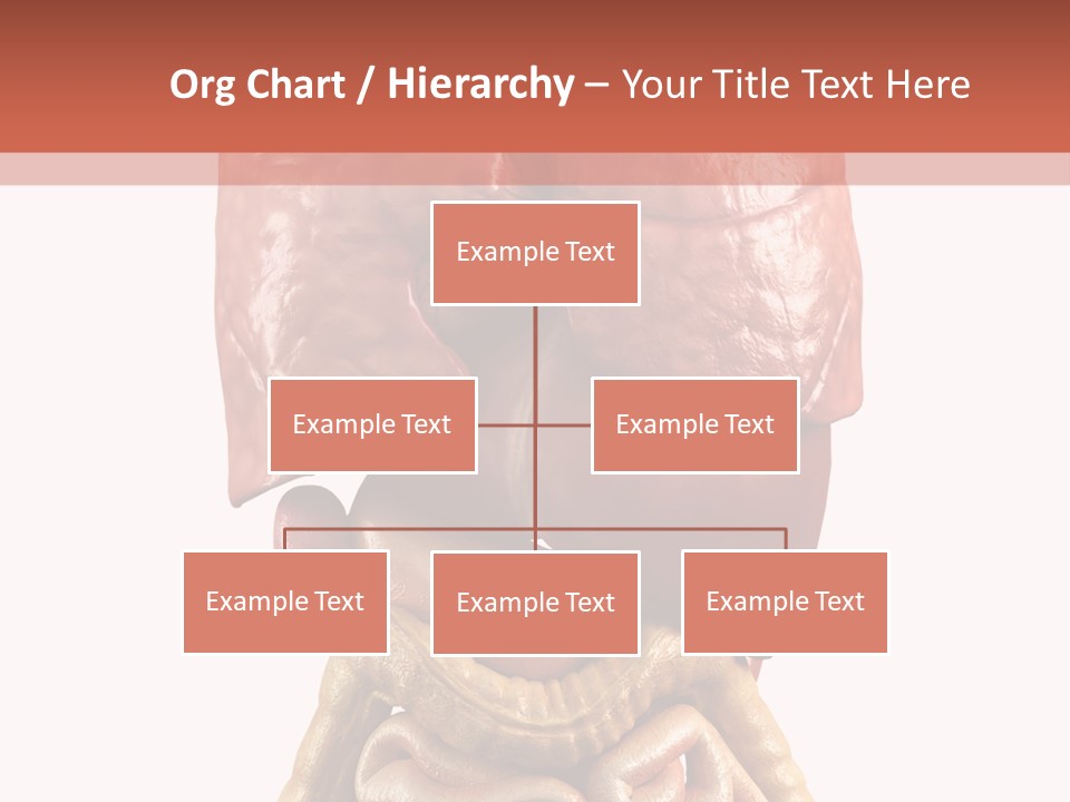 Lung Anatomical Care PowerPoint Template