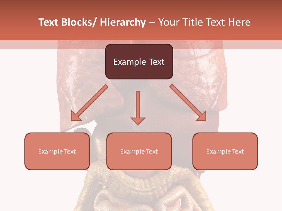 Lung Anatomical Care PowerPoint Template