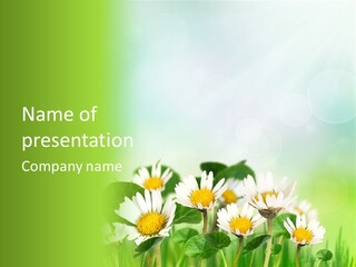 Fresh Daisy Growth PowerPoint Template