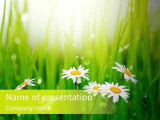 Blossom Macro Close Up PowerPoint Template