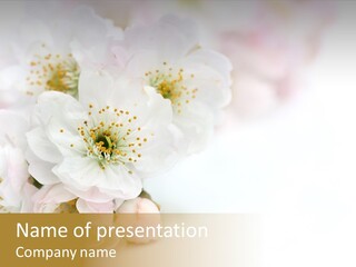 Beautiful White Background Summer PowerPoint Template