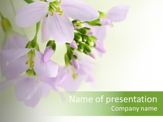 Flowers Colorful Botany PowerPoint Template
