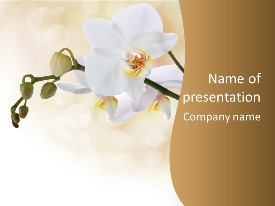 Bokeh Phalaenopsis Living Plant PowerPoint Template