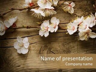 Petal Beautiful Freshness PowerPoint Template