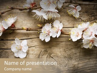 Summer Spring Focus PowerPoint Template