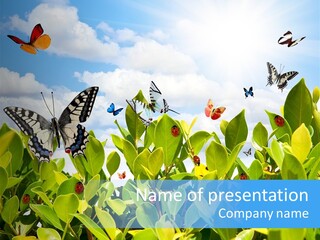 Fly Environment Ladybug PowerPoint Template