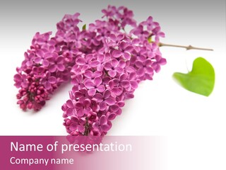 Beauty Inflorescence Heavy PowerPoint Template