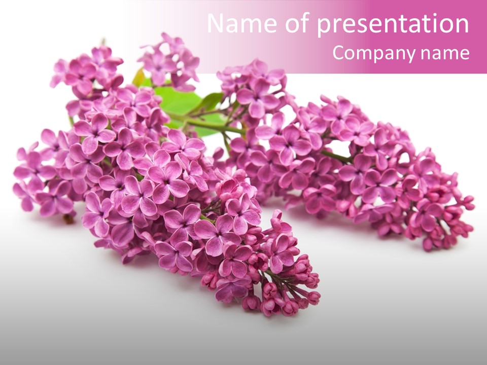 Beauty Lilac Branch PowerPoint Template