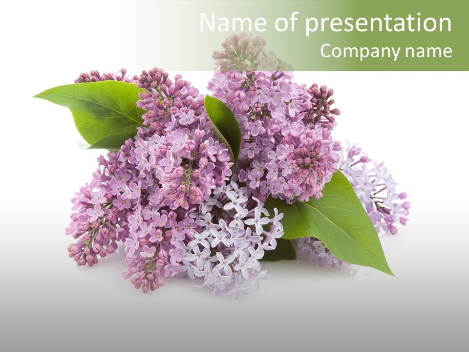 Green Lilac Purple PowerPoint Template