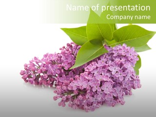 Lilac Syringe Isolated PowerPoint Template