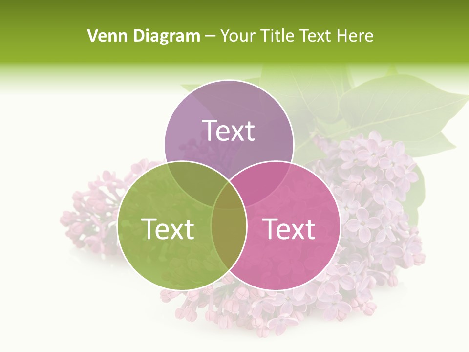 Lilac Syringe Isolated PowerPoint Template