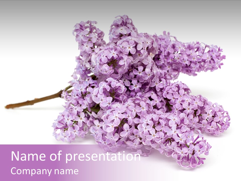 Purity Light Spring PowerPoint Template