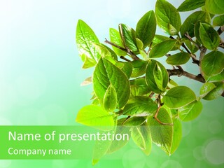 Close Petal Flora PowerPoint Template