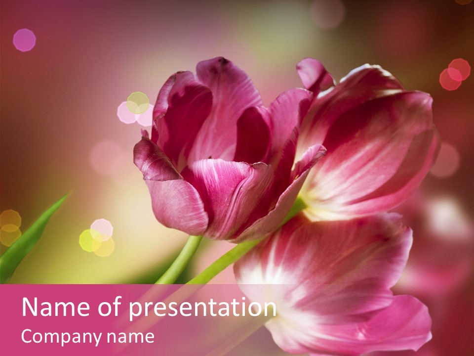 Spring Space Bunch PowerPoint Template