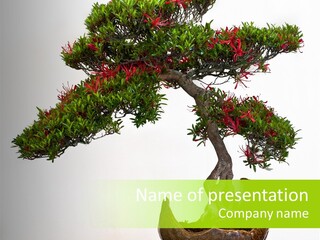 Bonsai Flower Release PowerPoint Template