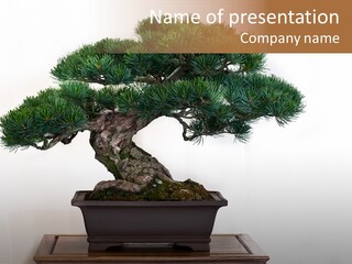 Bonsai Conifer Release PowerPoint Template