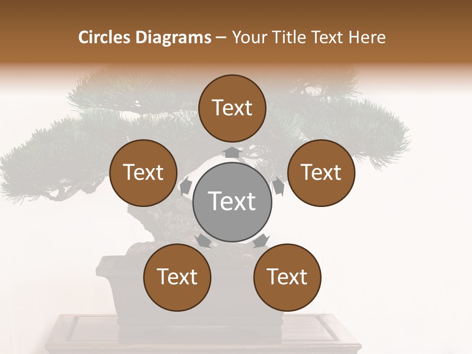 Bonsai Conifer Release PowerPoint Template