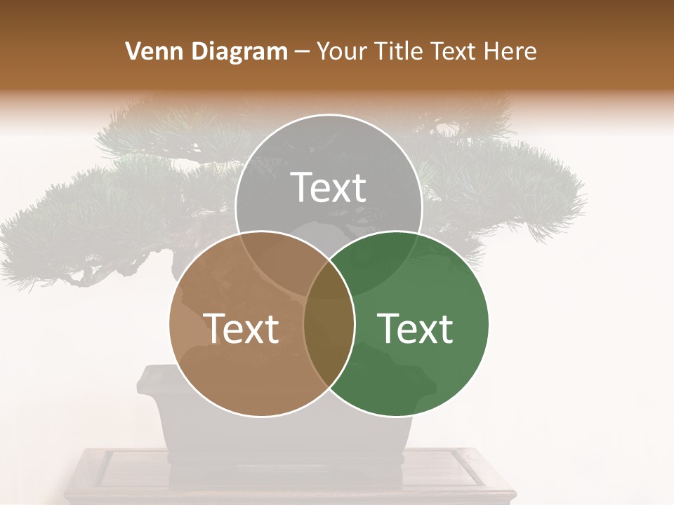 Bonsai Conifer Release PowerPoint Template